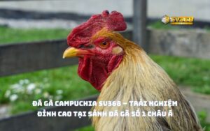 Đá Gà Campuchia SV368 – Trải Nghiệm Đỉnh Cao Tại Sảnh Đá Gà Số 1 Châu Á