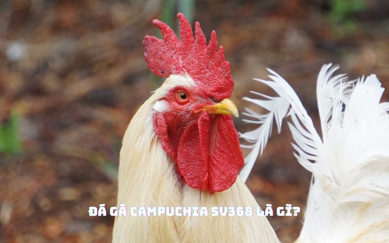 Đá Gà Campuchia SV368 Là Gì?