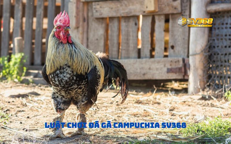 Luật Chơi Đá Gà Campuchia SV368