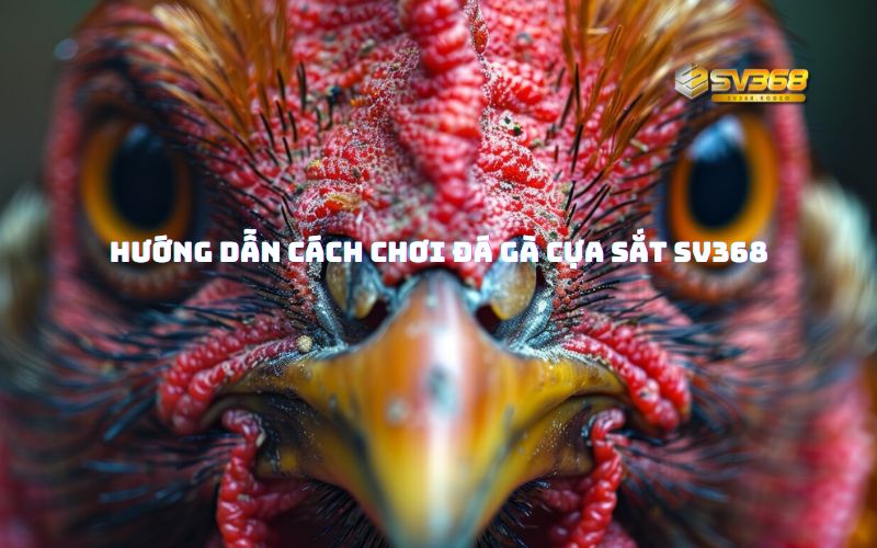 Hướng dẫn cách chơi đá gà cựa sắt SV368