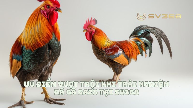 Đá gà GA28 tại SV68 luôn đem đến sự hấp dẫn vượt trội