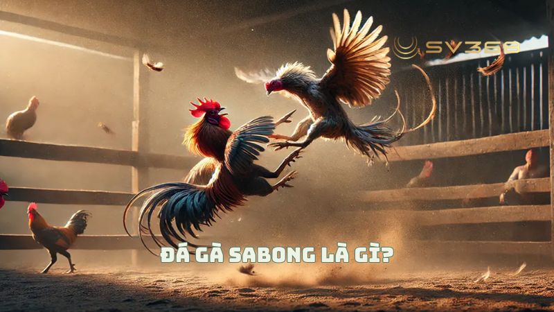 Giới thiệu về sảnh Chơi Đá Gà Sabong Tại SV368