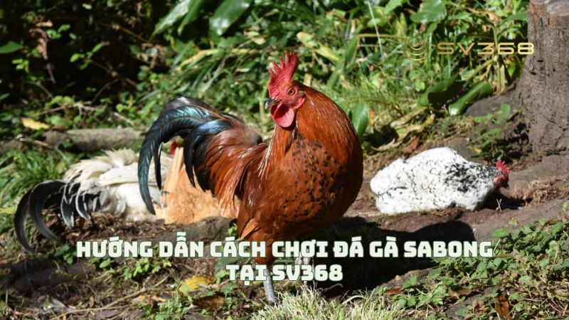 Hướng dẫn cách chơi đá gà Sabong tại SV368 chi tiết (update 2025)