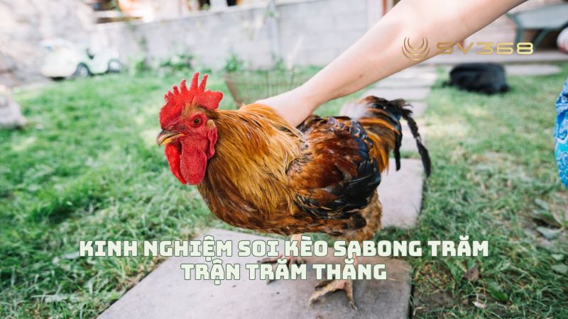 Cách chơi đá gà Sabong tại SV368 trăm trận trăm thắng