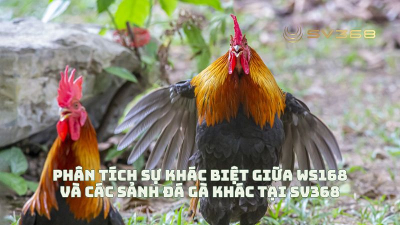Phân tích sự khác biệt giữa WS168 và các sảnh đá gà khác tại sv368